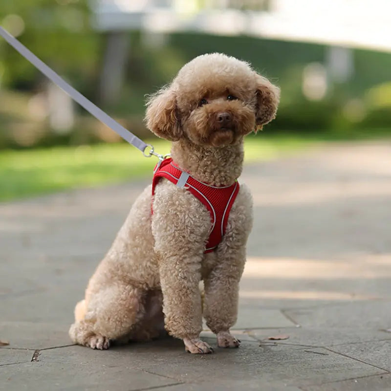 Harness Leash (Small Dogs)